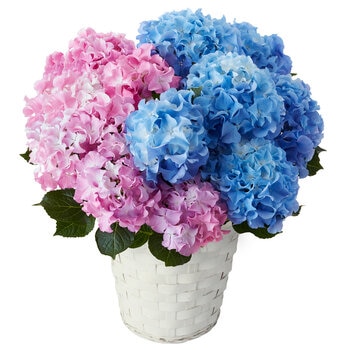 2色植えあじさい クレイジーテンシア 5号鉢 母の日期間配送 お届け日5月6日～5月11日