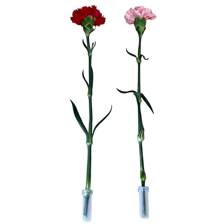 一輪ギフト カーネーション 30束セット レッド＆ピンクミックス