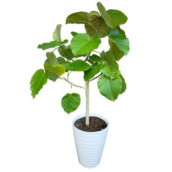 フィカス ウンベラータ 観葉植物 7号 陶器鉢