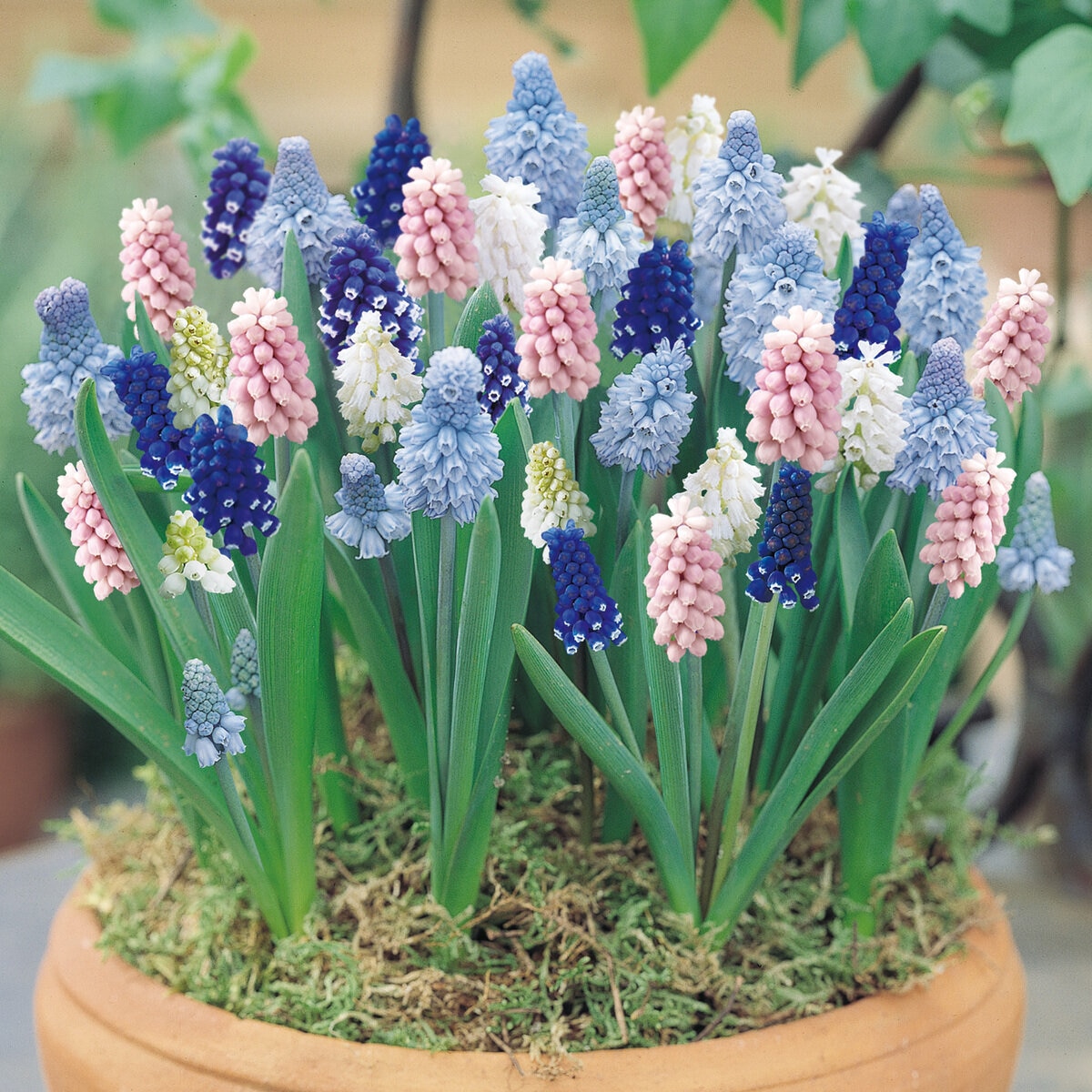 秋植え球根 ムスカリ 25球