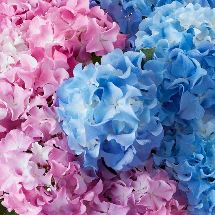 2色植えあじさい クレイジーテンシア 5号鉢 母の日期間配送 お届け日5月5日～5月10日