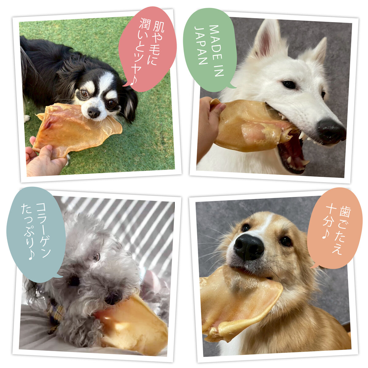 豚耳ジャーキー 10枚 犬用