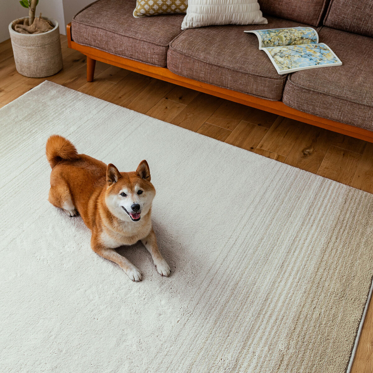 スミノエ ペット消臭ラグ マール2 190 x 190cm アイボリー | Costco Japan