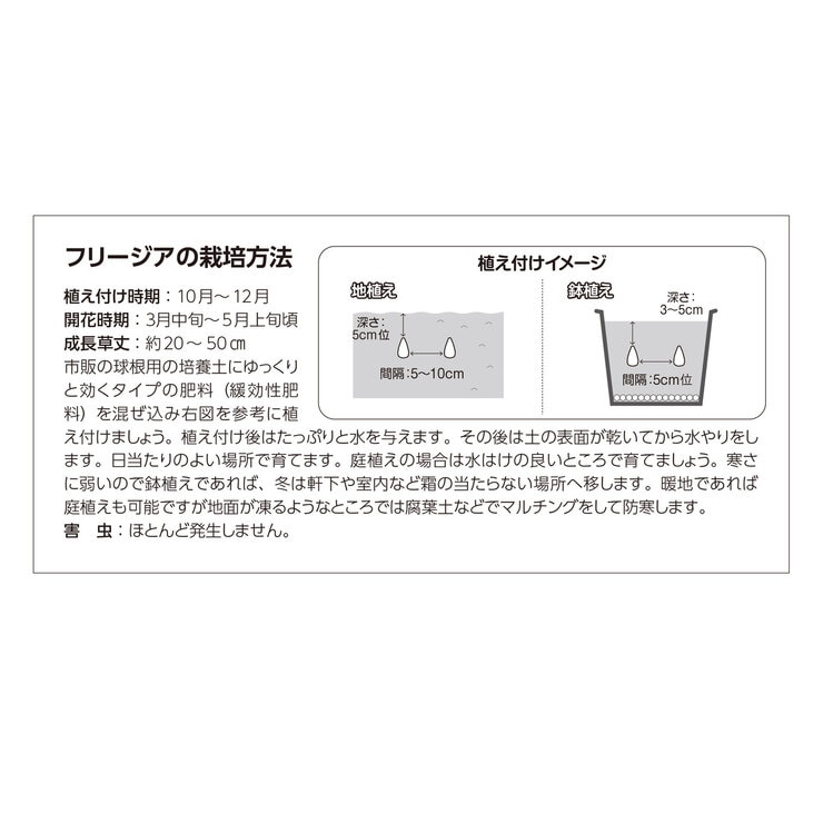 秋植え球根 フリージア 30球 秋植え球根 フリージア 30球