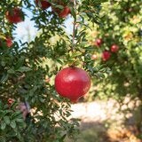 アメリカ産ザクロ 4玉 アメリカ産ザクロ 4玉