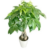 パキラ 観葉植物 7号 陶器鉢