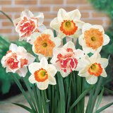 秋植え球根 水仙 ピンクミックス 8球