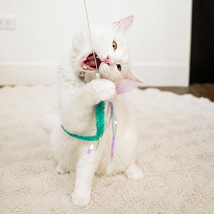 にゃんじゃらし 猫ちゃんセレクション ロング 2種 x ショート 2種 にゃんじゃらし 猫ちゃんセレクション ロング 2種 x ショート 2種