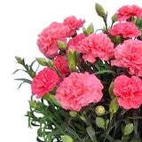 カーネーション 鉢植え 母の日期間配送 お届け日5月11日～5月14日