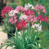 春植え球根 各種 春植え球根 各種