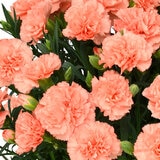 特大カーネーション 7号鉢 オレンジジェラート 母の日期間配送 お届け日5月5日～5月10日