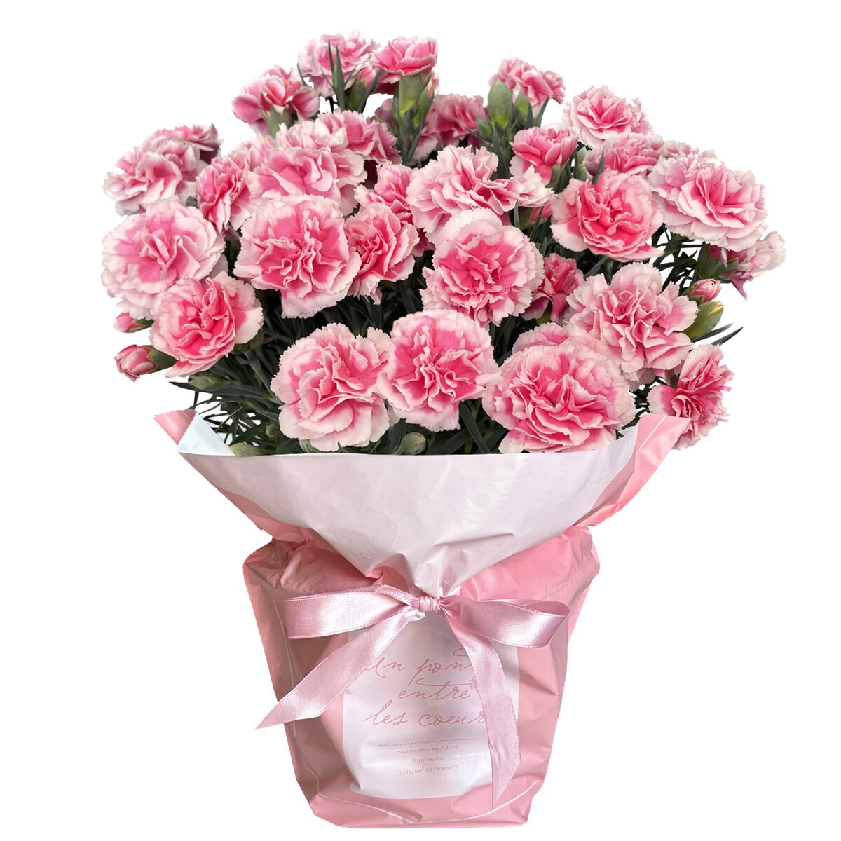 特大カーネーション 7号鉢 ティーパーティー 母の日期間配送 お届け日5月5日～5月10日