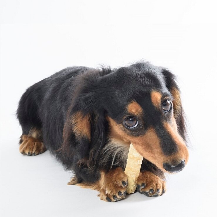 チューデント 歯磨きガム Sサイズ5本入り x 5パック 愛犬用 チューデント 歯磨きガム Sサイズ5本入り x 5パック 愛犬用