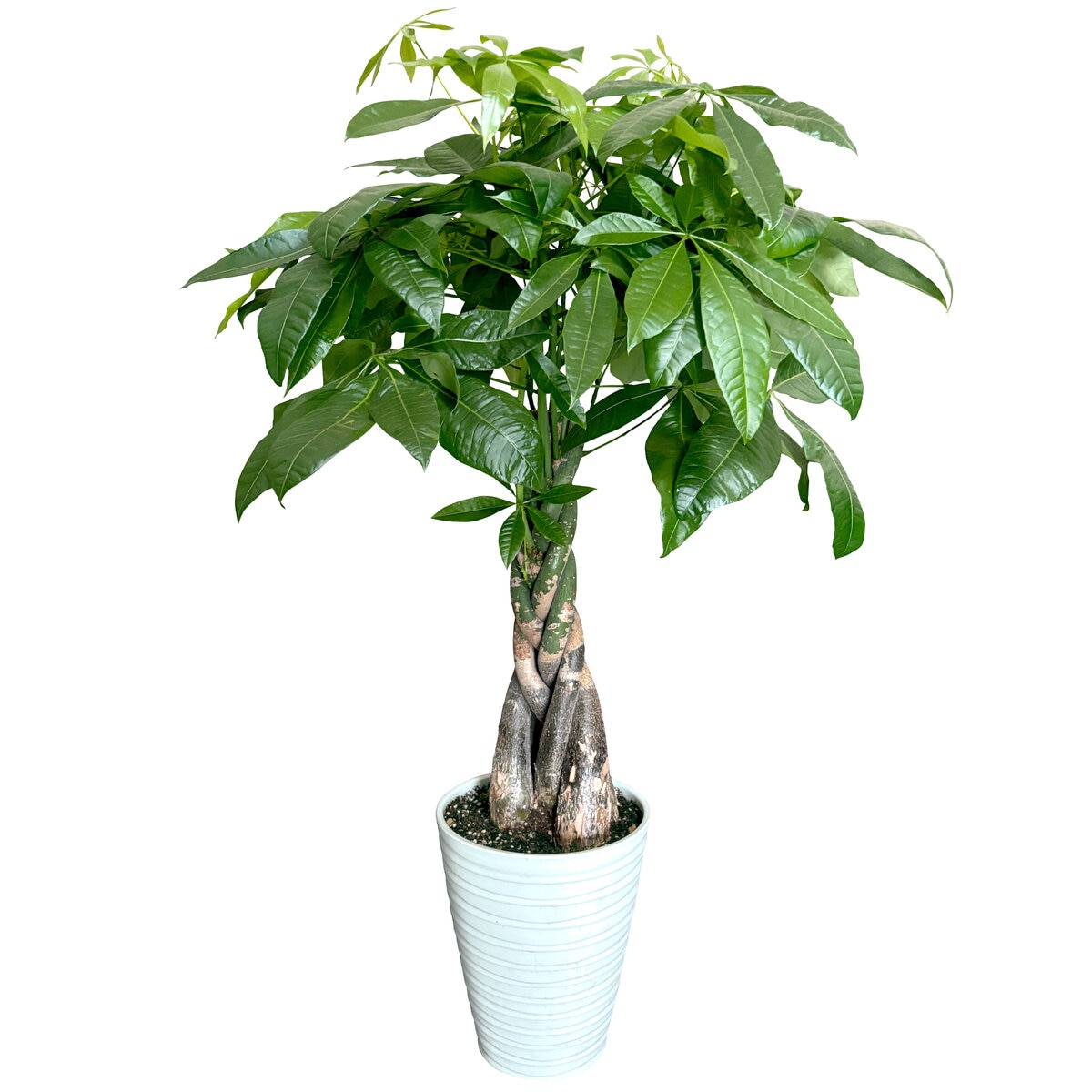 パキラ 観葉植物 7号 陶器鉢