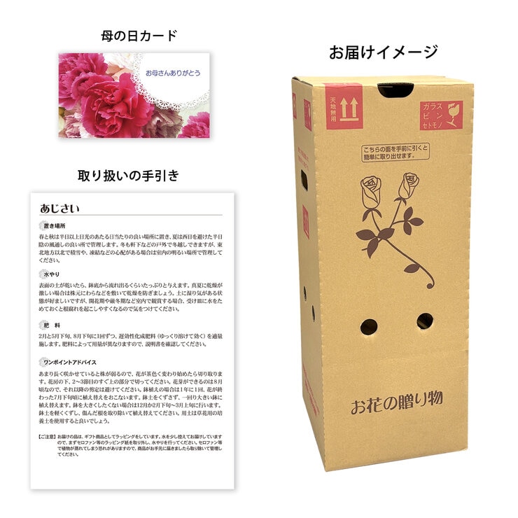 2色植えあじさい クレイジーテンシア 5号鉢 母の日期間配送 お届け日5月5日～5月10日