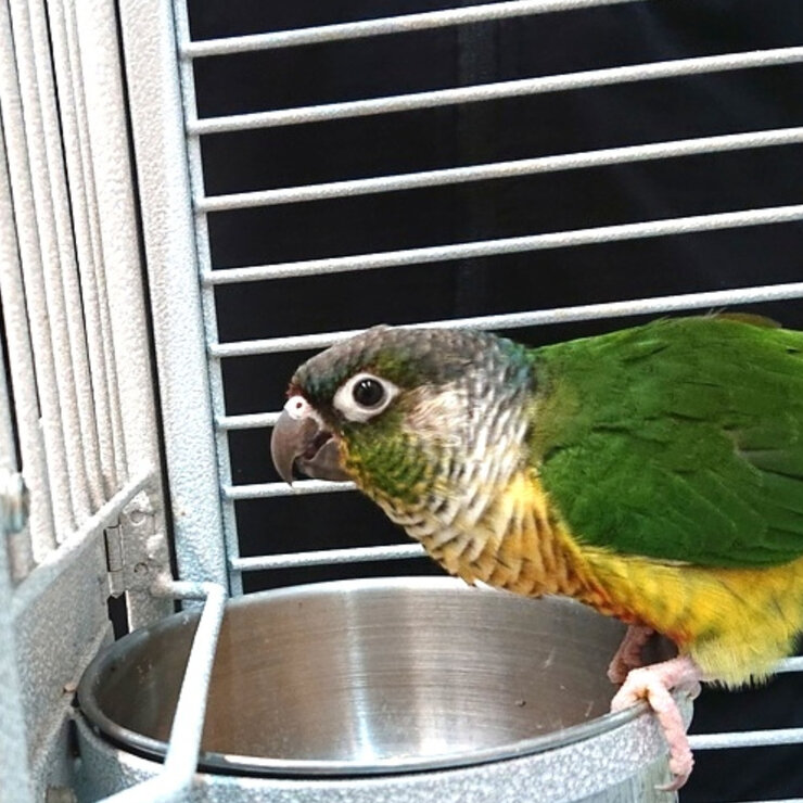 エブリバード むき餌 4kg エブリバード むき餌 4kg