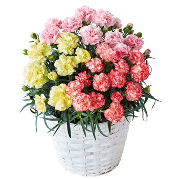 3色カーネーション カラフル 6号鉢 母の日期間配送 お届け日5月5日～5月10日