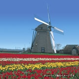 チューリップ球根ミックス 25球 チューリップ球根ミックス 25球