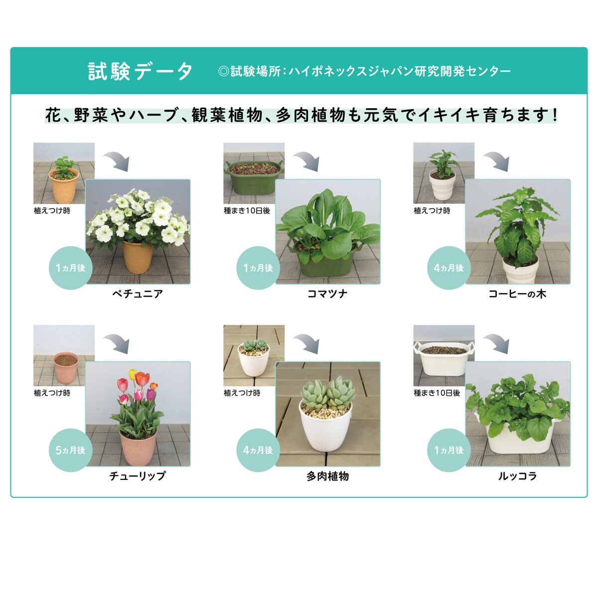 ハイポネックス マグァンプeco 中粒 元肥肥料 3kg