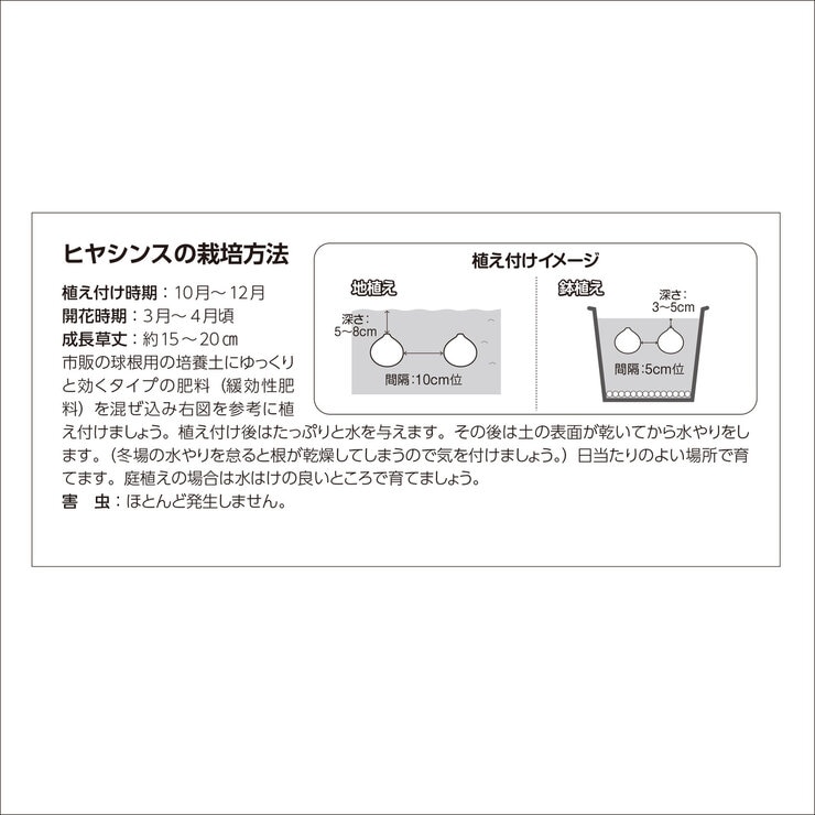 秋植え球根 ヒヤシンス 8球