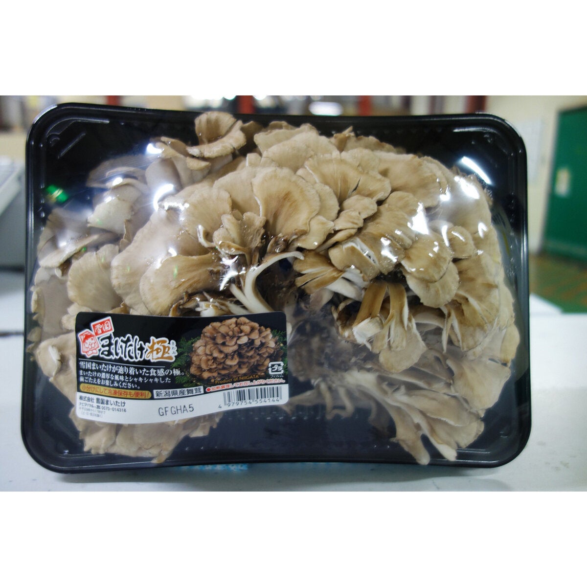 まいたけ500ｇ