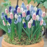 秋植え球根 ムスカリ 25球