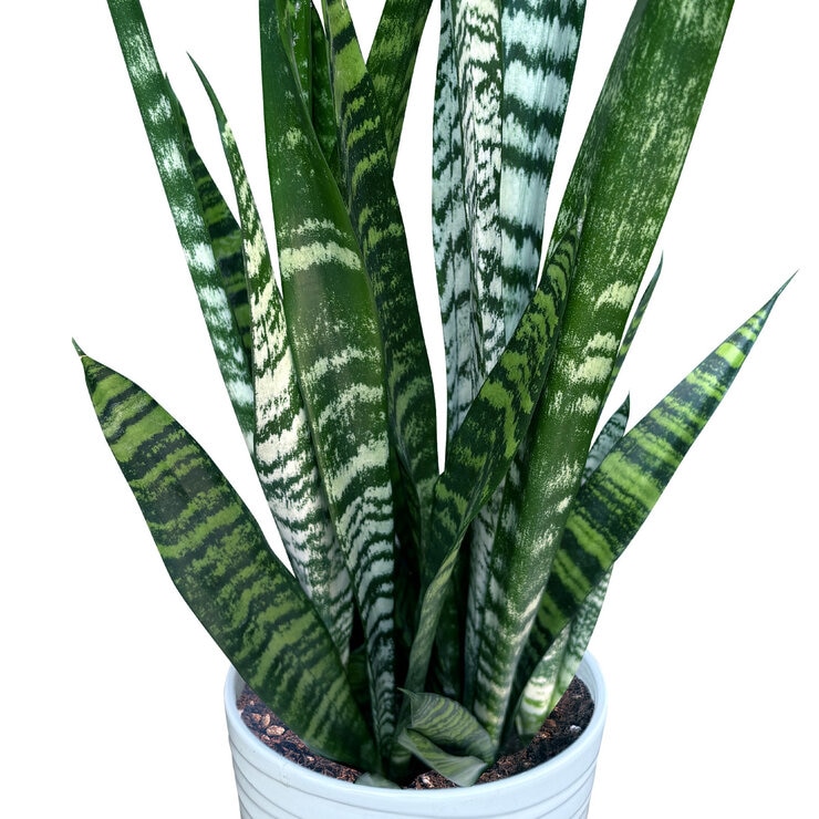 サンスベリア ゼラニカ 観葉植物 7号 陶器鉢