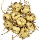 秋植え球根 スカシユリ カラフルミックス 10球