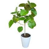 フィカス ウンベラータ 観葉植物 7号 陶器鉢