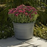 Trendspot Forum 樹脂製プランター 12寸 3個セット エンバー