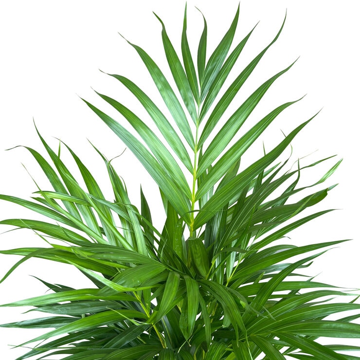 アレカヤシ 観葉植物 7号 陶器鉢