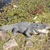 ウービア 餌を待つワニの置物 特大 H13177 ウービア 餌を待つワニの置物 特大 H13177