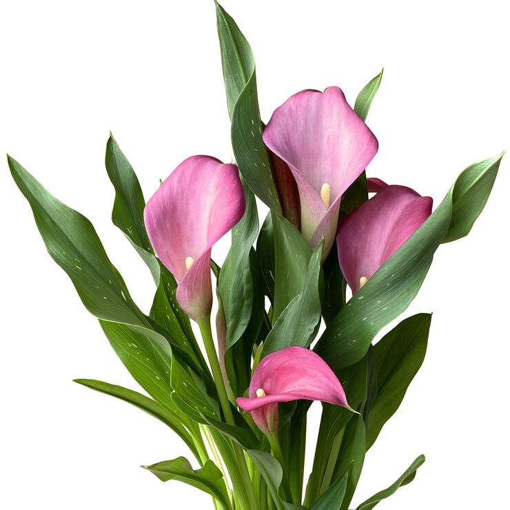 カラー鉢植え 5号 母の日期間配送 お届け日5月5日～5月10日