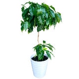 コーヒーの木 観葉植物 7号 陶器鉢