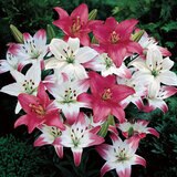 秋植え球根 スカシユリ エレガントミックス 10球 秋植え球根 スカシユリ エレガントミックス 10球