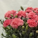 カーネーション バスケット