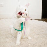 にゃんじゃらし 猫ちゃんセレクション ロング 2種 x ショート 2種 にゃんじゃらし 猫ちゃんセレクション ロング 2種 x ショート 2種