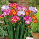 秋植え球根 フリージア 30球