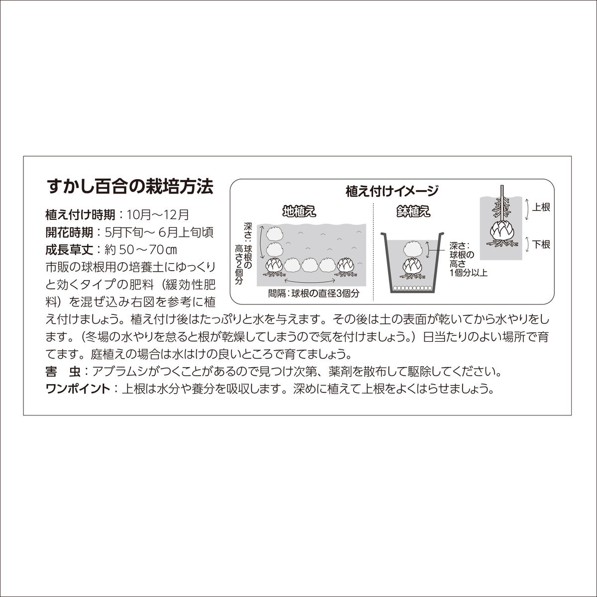 秋植え球根 スカシユリ カラフルミックス 10球