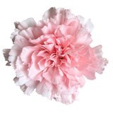 カーネーションの花束 24本 ライトピンク 母の日期間配送 お届け日5月6日～5月11日
