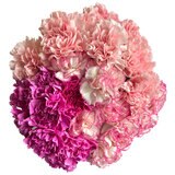 カーネーションの花束 24本 ピンクミックス 母の日期間配送 お届け日5月6日～5月11日