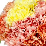 パステルミックス カーネーション 24本 母の日期間配送 お届け日5月9日～5月12日