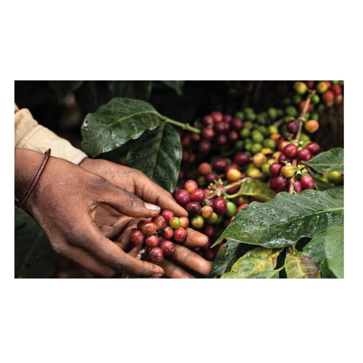 MOKADOR 100%ARABICA ネスプレッソ互換カプセル 100カプセル入