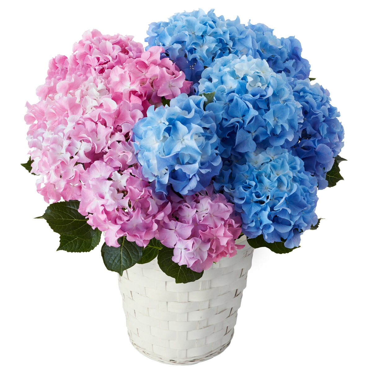 2色植えあじさい クレイジーテンシア 5号鉢 母の日期間配送 お届け日5月6日～5月11日