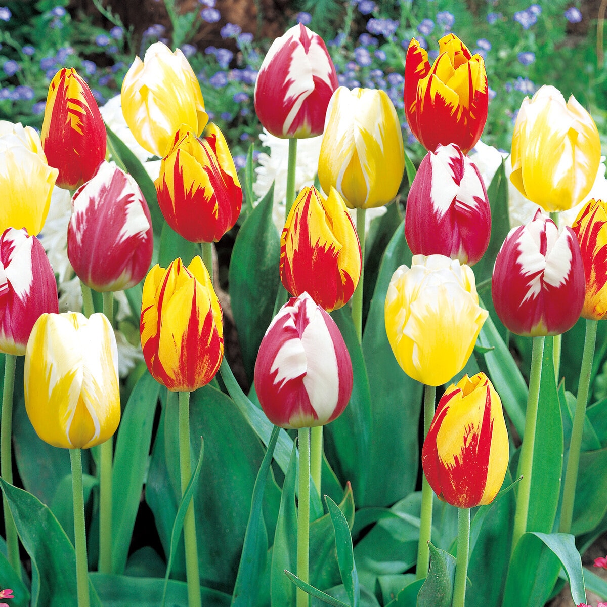 チューリップ球根ミックス 25球 チューリップ球根ミックス 25球