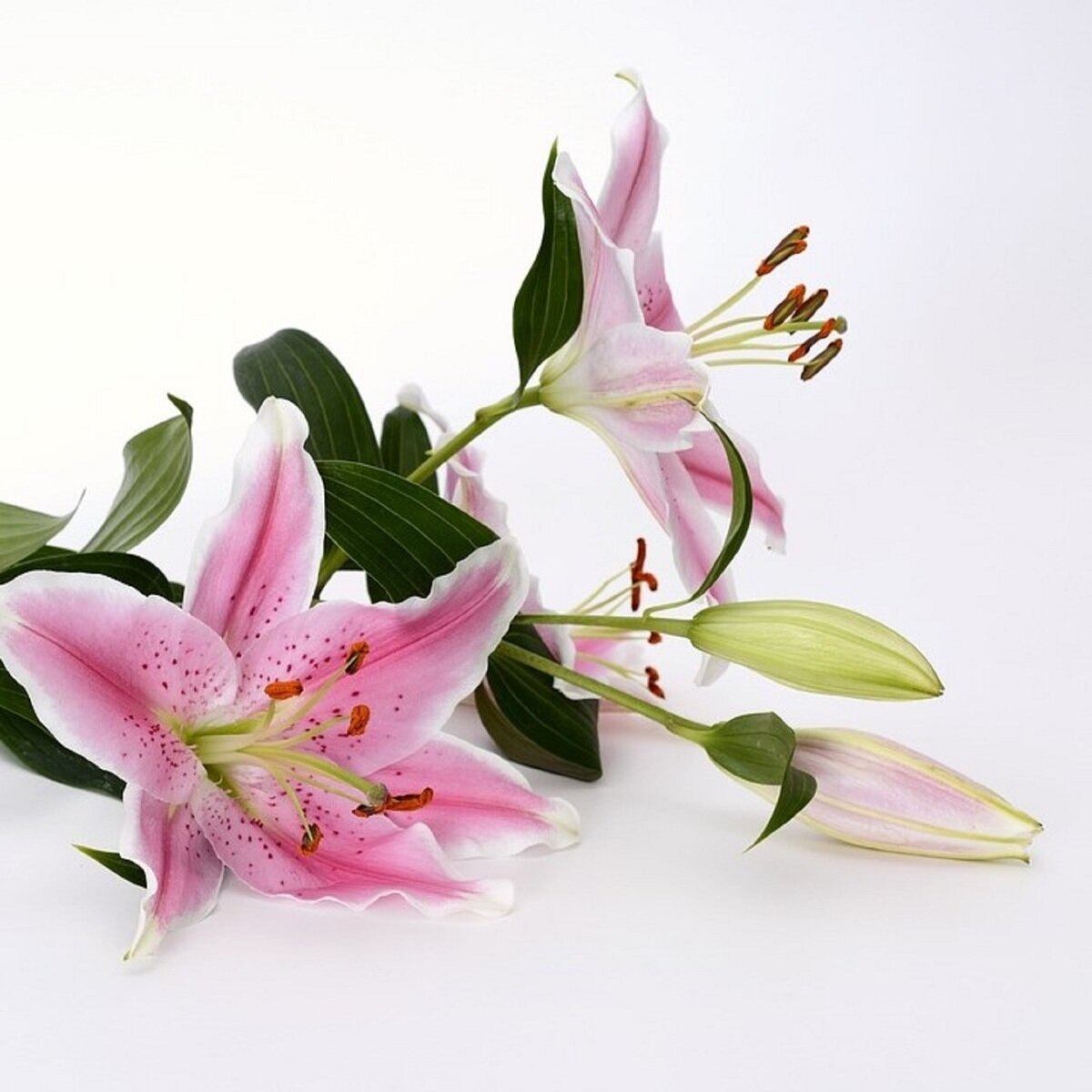 Lily　10ct　Pink