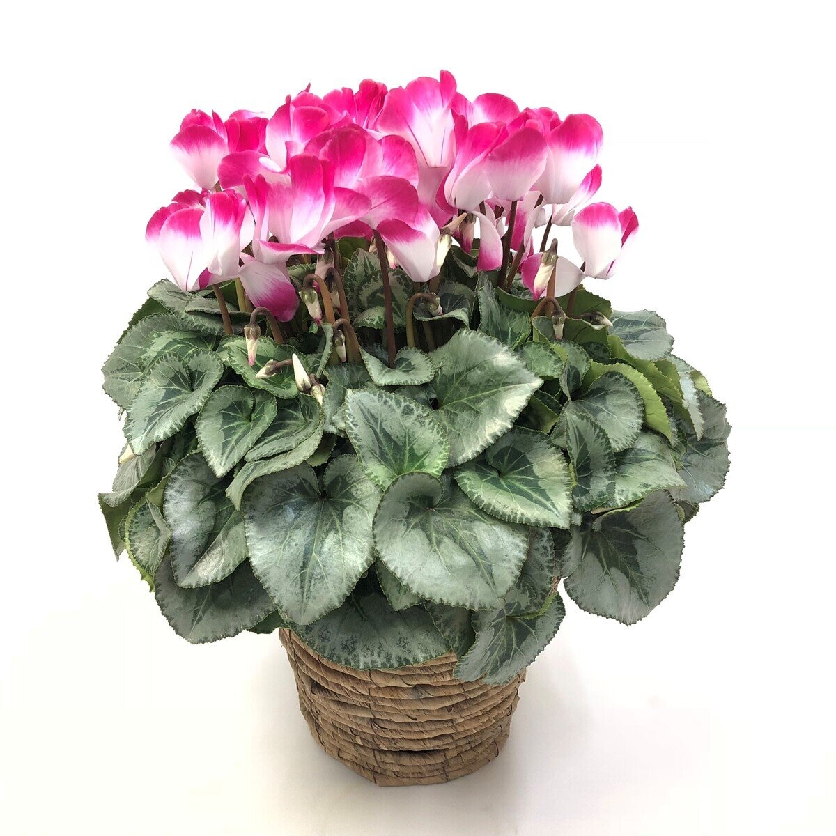 シクラメン 6号鉢 プルマージュレッド