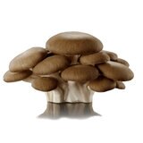 霜降りひらたけ400g 霜降りひらたけ400g