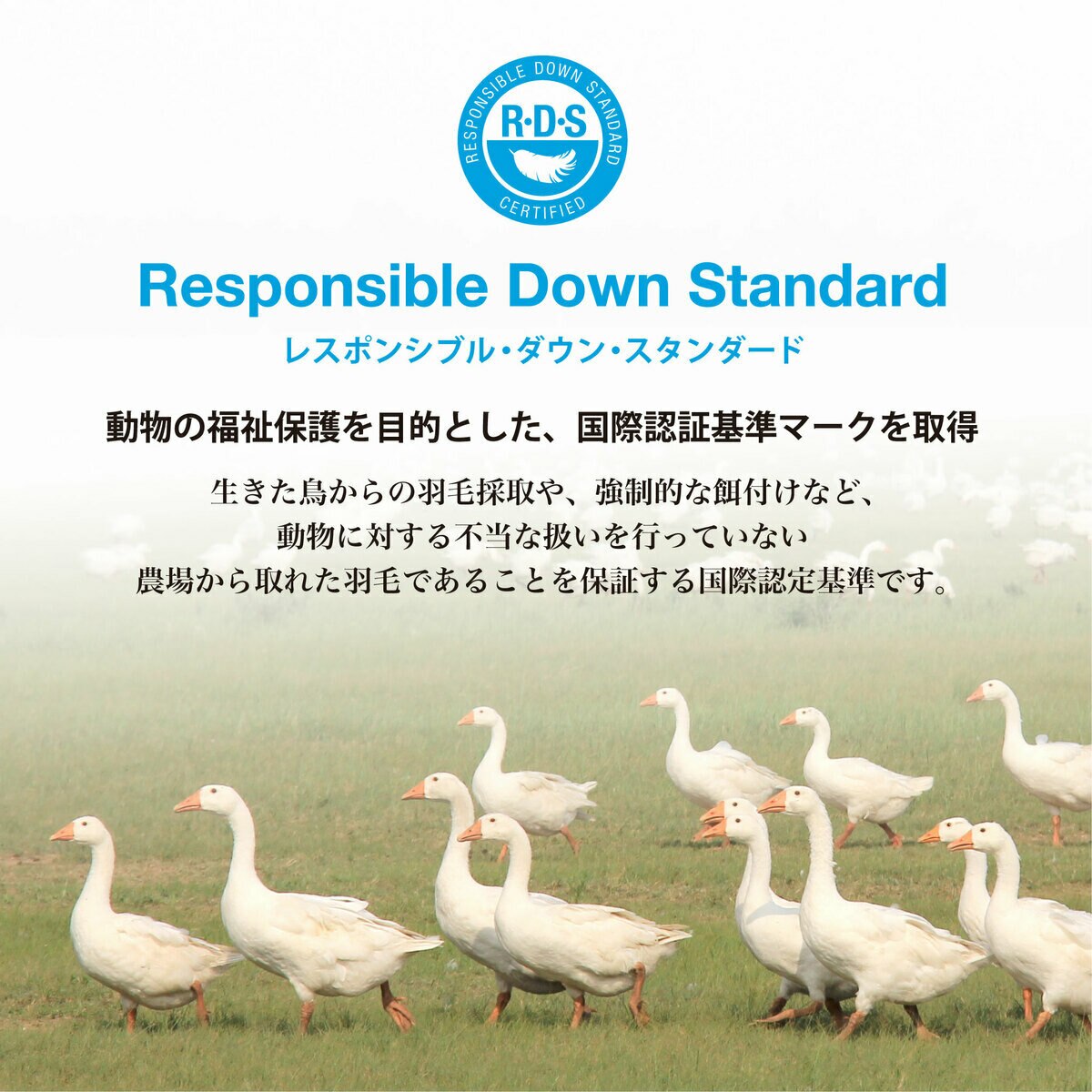 羽毛布団 ナチュラルダックダウン85％ クイーン グレー