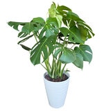 モンステラ 観葉植物 7号 陶器鉢